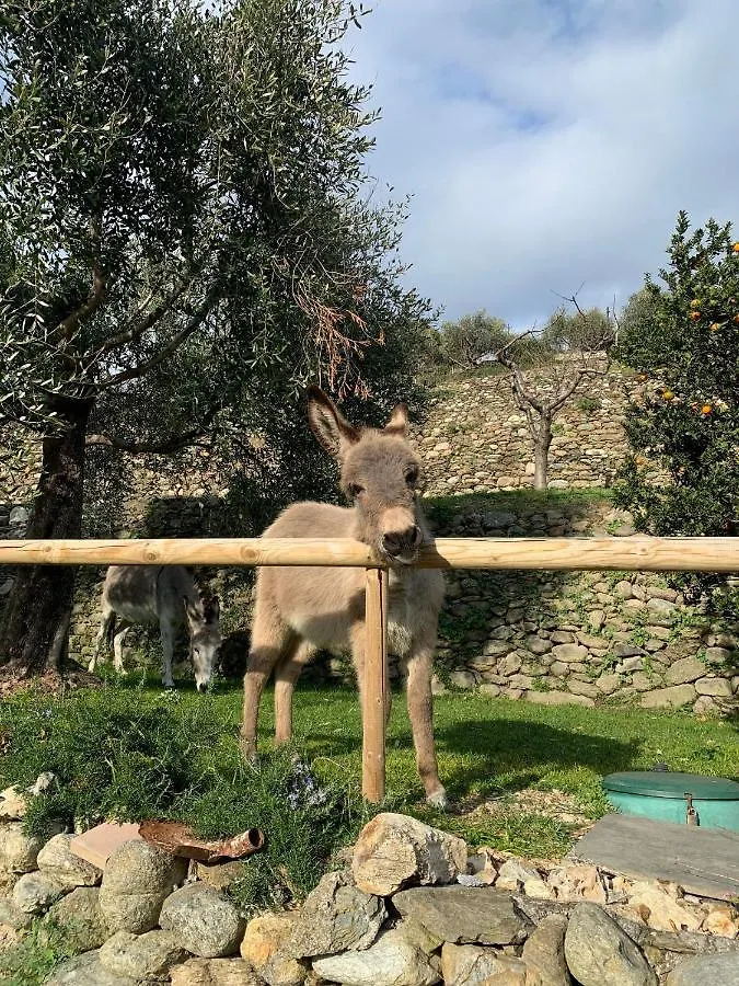Farma Agriturismo Peq Agri-Resort Tovo Tovo San Giacomo Itálie