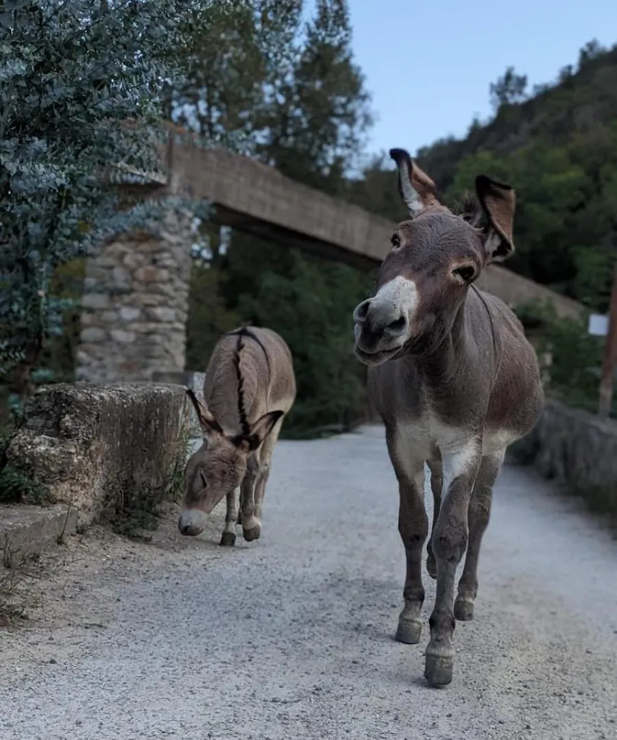 Agriturismo Peq Agri-Resort Tovo Tovo San Giacomo Séjour à la ferme
