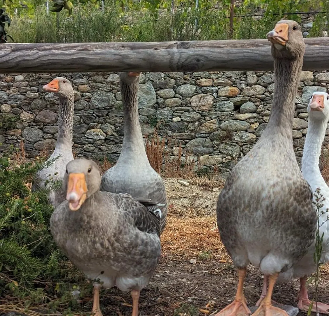 Agriturismo Peq Agri-Resort Tovo Tovo San Giacomo Séjour à la ferme